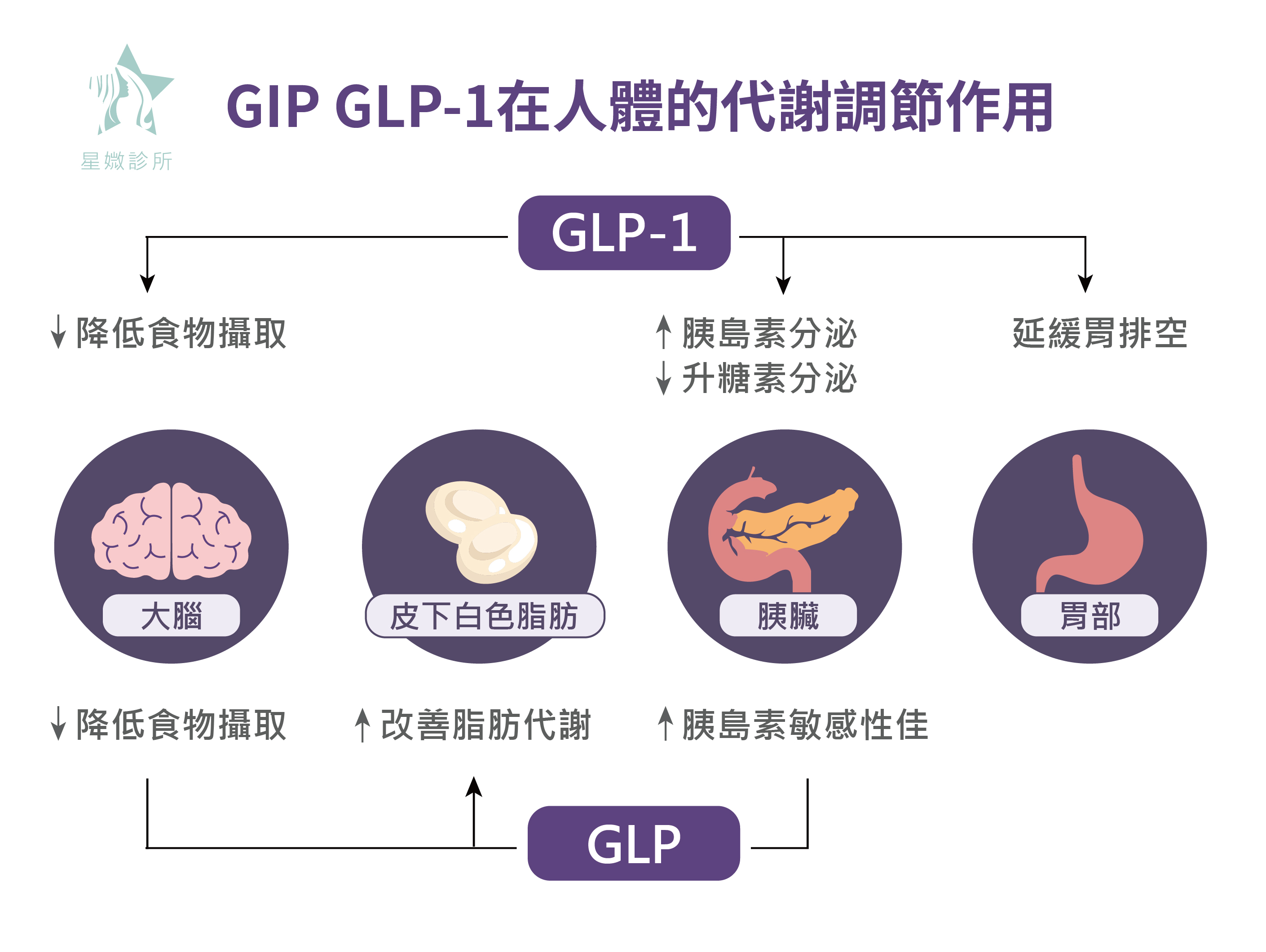 GIP GLP-1在人體的代謝調節作用-星媺診所
